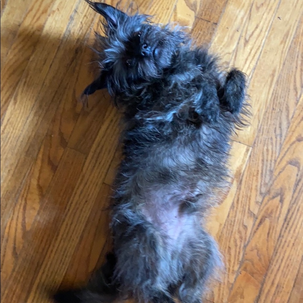 Meet your Posher, Cheyenne